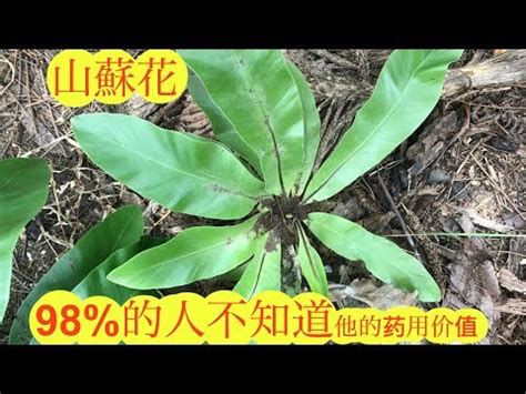 山蘇 風水|【山蘇風水】小心！亂養植物會破財？風水師揭露山蘇風水禁忌與。